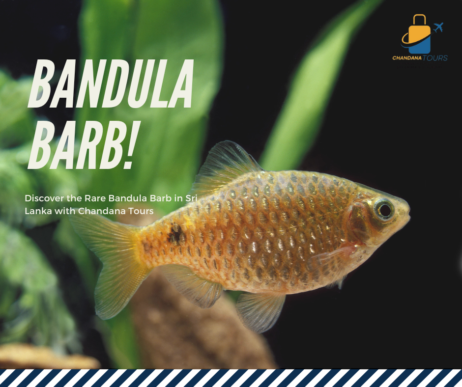 The Bandula Barb (Pethia bandula) is a rare and critically endangered freshwater fish species endemic to Sri Lanka.